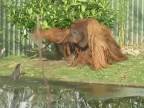 Vydry si doberajú orangutana