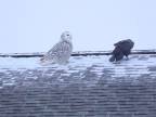 Interakcia medzi sovou snežnou a krkavcom čiernym