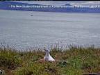 Nemotorný albatros mal tvrdé pristátie