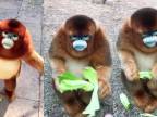 Langur čínsky - milá opička, ktorá je lovená luďmi
