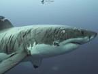Žralok modrý musel prežiť ťažké časy (Neptúnove ostrovy)