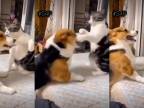 Pes vs Mačka (fight) #S4P