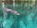 S paddleboardom narušila teritórium aligátora (Florida)