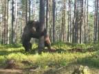 Boj dvoch veľkých medveďov vo Fínsku