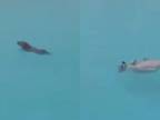Welšský korgi vie plávať iba na chrbte