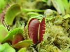 Zelené smrťky - zo života hmyzu a mäsožravých rastlín