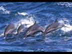 Delfíny II