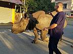 Taký obyčajný deň v nepálskom meste Sauraha (nosorožec na výlete)