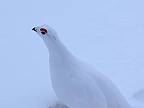 Narušil teritórium vtákovi nazývanému Snehuľa kapcavá (Fínsko)