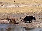 Antilopa vraná pila vodu, keď odzadu na ňu zaútočila levica