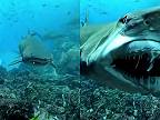 Žralok býčí sa „usmial“ do kamery