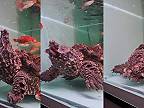 Dravá korytnačka kajmanka loví v akváriu ryby