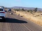Leopard spravil chybu, keď sa rozhodol zaútočiť na paviány (Krugerov NP)