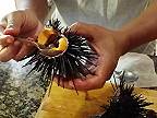 Jednoduchý návod, ako pripraviť čerstvého morského ježka (UNI)