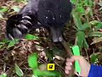 Japonského hubára napadol medveď, obránil sa palicou, no musel ísť do nemocnice!