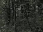Shadow People - Zachytený v lese