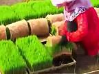 Proces sadenia ryže zrýchlene