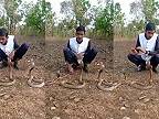 Mladý Ind točil video s tromi kobrami, v nemocnici mu dali 46 dávok protijedu!