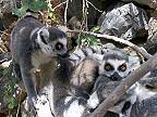 Lemury kata (Jungle Park Tenerife)
