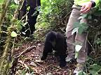 Mladá gorila sa chcela hrať s turistami, tí to však mali zakázané (Uganda)