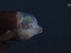 Hlbinná ryba Strašík maloústy má priesvitnú hlavu, vidno jej nervy, aj mozog
