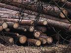 Obec postihla kalamita lykožrútov. Tisíce hektárov lesa je v ohrození