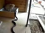 Mačka sa nedala, keď na ňu zaútočila kobra (Čína)