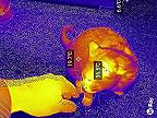 Mačky cez termokameru InfiRay