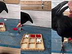 Krkavec čierny hrá s majiteľom piškvorky