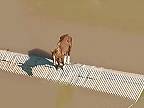 Koňa nikdy nenapadlo, že raz bude stáť na streche stajne (povodne v Brazílii)