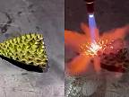 Šupa durianu dokáže odolať plameňu z autogénu, ktorý dosahuje 3200 °C