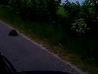 Dvaja Poliaci naháňajú bobra na aute