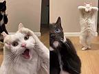 Tell me why! (AI)