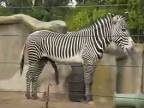 Zebra sníva