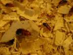 Chov švábov druhu Schelfordella tartara