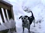 Pes a radosť zo snehu 2