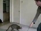 Ninja mačka - tréning