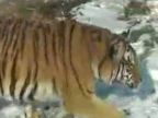 Sibírsky tiger 