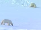 Dvorenie ľadového medveďa