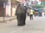 Sloni v uliciach