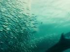 Delfíny, albatrosy, žraloky a veľryby vs. sardinky