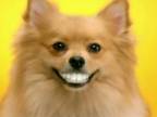 Zubné protézy pre psov