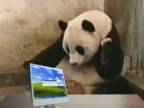 Šokovaná panda