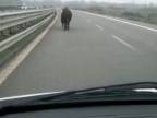 Býk na diaľnici