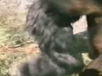 Gorila vs medveď