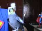 Talentovaný papagáj