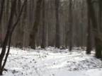Video zimnej prírody