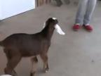 Ako správne učiť kozy skákať