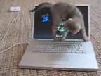Mačiatko vs. laptop