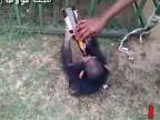 Malý šimpanz závislý na alkohole!